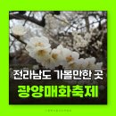광양공용버스터미널 | 광양매화축제 실시간 개화상황 입장료 셔틀버스시간표 후기 전라남도가볼만한곳