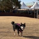 덕도그 | 남양주 도그맥스 내돈내산 추천 | 서울 근교 애견카페·입장료·셀프목욕·주차