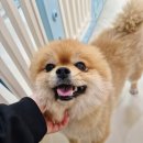 몽몽바블펫# 이미지