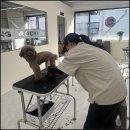 김지순애견미용학원 이미지