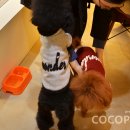 제니엔 코코 펫 이미지