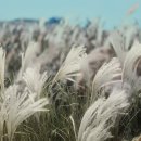 연기충전소 | 임영웅 갈대숲 눈물 연기, 가슴 울리는 애절함에 팬들 눈물바다!