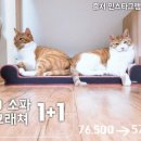 오케이펫