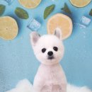 오룡애견미용 이미지