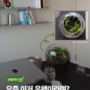플랜테리어이플 | [공지] 유튜버 초이프님 내돈내산 주문제작건, 신혼부부 플랜테리어로 추천하는 테라리움!
