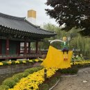 영서고등학교 | 원주 가볼만한곳 강원감영 국화전시회 축제 방문후기