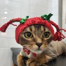 잔다냥 성남점 이미지