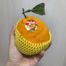 영희농수산 - 서귀포시 대포중앙로72번길 2-7 | 영희농수산