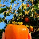 서기농장 이미지