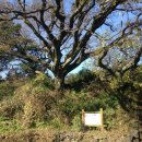 안덕면 통물(감산리) 이미지