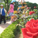 5월의 장미공원과 방천시장 코마홀 이야기. 이미지