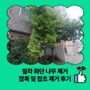 비전로 | 빌라 화단 나무 제거 잡목 및 잡초 제거 후기