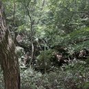 남도삼백리길(9코스) | [여행][2025.08.16] 전남 순천시 / 조계산 천년불심길 / 송광사에서 선암사로 걸어가는 순례길