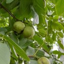 입장시장교차로 이미지