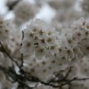 조천변 벚꽃길 이미지