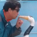 물새