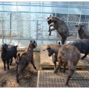 동산흑염소농장 이미지