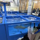 두꺼비회수산(황상점) | 대전 방어 맛집 두꺼비수산 주말 웨이팅 내돈내산 후기