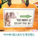 테디베어 | 포천갈만한곳 아이랑 실내 동물원 마이애니멀스토리 인 평강랜드 테디베어소 후기