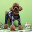 스타일나개 이미지