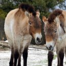 대덕국제여행사(주) | 몽골여행 후기 새해 다시 몽골투어 패키지 계획하는 이유