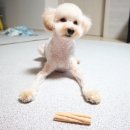 다다덴탈 이미지