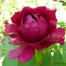 모란이피기까지 이미지