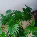 풍성호프 이미지