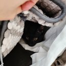 어도나메디칼 | [일상] 아기 고양이 이식증으로 진료받고 왔어요 (ft. 묘생 4개월차 나물이 수난시대)