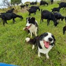 완도약산흑염소 이미지