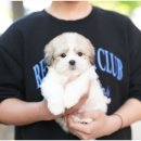 행복한 강아지 이미지