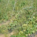 무심농장 이미지