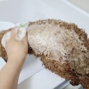 씨앤메디칼 | 프리스틴 애견용 키토솝 강아지비누 사용해보니 좋아요!