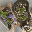 대지로5L | 분갈이흙 추천, 어플라워가드닝 수제지렁이분변토 배합토 사용 후기