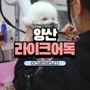 아이러브독 애견미용실 | 양산애견미용 라이크어독, 강아지가 좋아하는 미용실