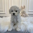 애니멀즈 강아지분양 고양이분양 대전점 이미지