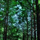 양지-3575 | 양평 서후리숲 산책후기(동영상)해주냉면