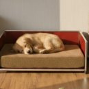 펫하우스 이미지