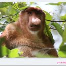 48-2016-8-3-(수)-쿠칭(Kuching)투어8일차 (5) : BAKO National Park(5)-Proboscis Monkey 이미지