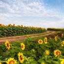 해바라기모텔 이미지