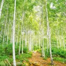 자작나무숲정상 이미지