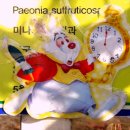 시계토끼 이미지