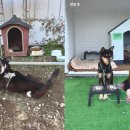 (주)펫앤미 중앙SUNDAY
