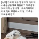 안녕 강아지 이미지