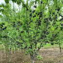 흥해시장 이미지