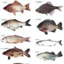 고기로1-1 이미지