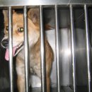 신영동물병원 이미지