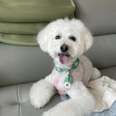 네추럴 그루밍 | [Roy&#39;s]강아지 브러싱미스트 아인솝 네추럴그루밍미스트 따사로운 봄꽃향 후기