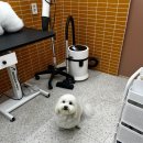 강실장펫살롱 | 논현애견미용 : 미용거부 꼬똥드툴레아 만수도 얌전해진 '켈리스펫살롱' 방문기