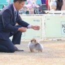 바론켄넬 네이버블로그